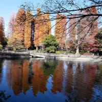 静寂　　紅葉の 香り　　　　ーーーー　井の頭公園