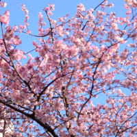 日本で一番早い桜。今年も。