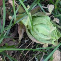 蕗も薬草？