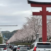 鎌倉　段葛の桜…
