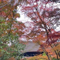 京都の紅葉に先月やけど😆