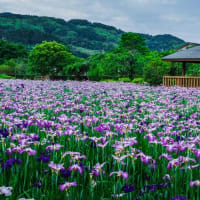 ショウブの花咲く、佐々町の皿山公園　2025/6/7
