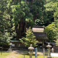 若狭姫神社の千年杉
