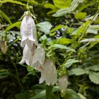 夏だな　の雑談