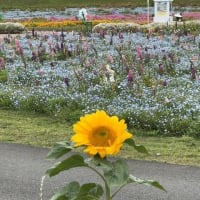 アヤメとコスモスのコラボが５月に？！