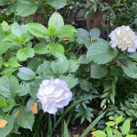6月14日　紫陽花の思い出