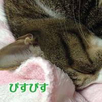 ぴすぴすぷー