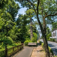 6月29日(日) 12日例会「一橋学園駅-小金井公園-境浄水場脇-三鷹駅」の下見-3-1
