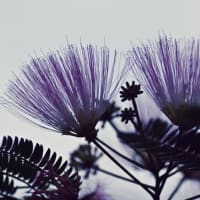 合歓の花（ねむのはな）
