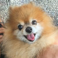 💗アローのおててふみふみ💗