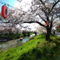太平川の桜2024