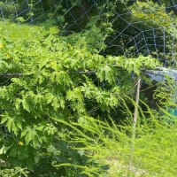 初夏の農産物・・・2025年7月