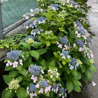 紫陽花の季節