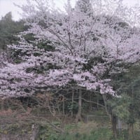 金剛山駐車場で満開の桜