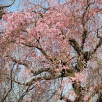 東京杉並神田川の枝垂れ桜