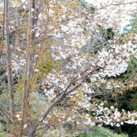 彼岸桜　2種