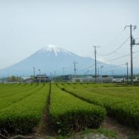 富士山と茶原