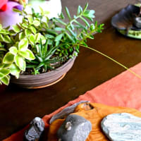 多肉の花が咲きました〜ハオルチア十二の巻
