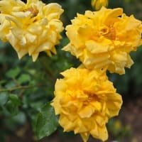 05/22 鶴舞公園 バラ満開