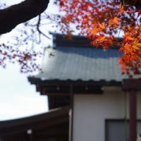 本土寺の紅葉
