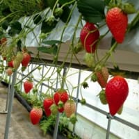 いちご狩り🍓