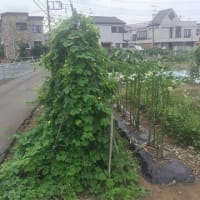 台風７号（アンピル）