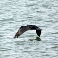 06/12探鳥記録写真：遠賀川河口の鳥たち（イソシギ、カワウの飛翔、）