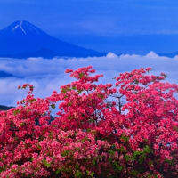雲海とレンゲツツジと富士山