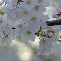 奈良の桜 2