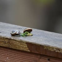 カタツムリのデート