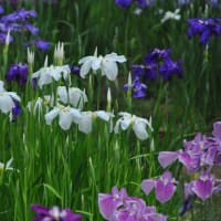 明治神宮御苑　　深い森に包まれた16枚花菖蒲田　　　6