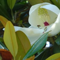タイサンボクとヤマボウシ - 萼と総苞