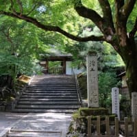 京都 青モミジ100シリーズの  松虫の安楽寺