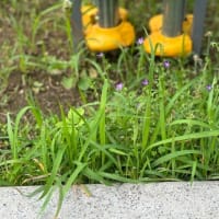 オサンポ walk - 植物plant : キュウリグサ cucumber herb