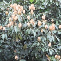 公園の木々とタニウツギ