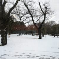 ２月６日の残雪
