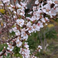 葛西・総合レクリエーション公園　春の花々