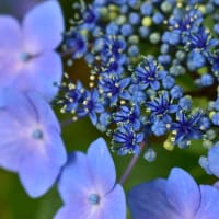 蒼いちいさな星の花。