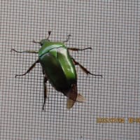 アオカナブン