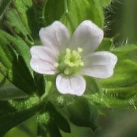 5月の花
