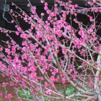 盤上の夜 著 宮内悠介 創元ｓｆ文庫 を読む その１ マー