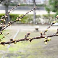 今治市の蒼社川の桜の開花はまだのようです