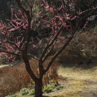 梅花を見に森林公園へ