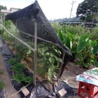 あれだけ雨が降っても