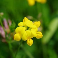 今時のマメ科雑草の花