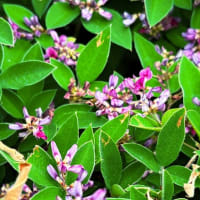 緑道にて正方形カットのサツキの花。筑紫唐松