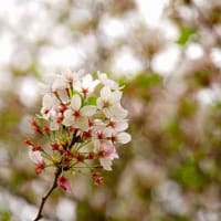 2024年4月「幸手市権現堂」で菜の花・桜を記録してきた①