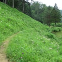 荘川のささゆりを見てきました②
