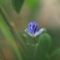ブルーウィング