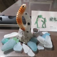 チンアナゴ